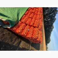 Продам цибулю. Сорт медуза