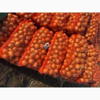 Продам цибулю. Сорт медуза