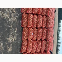 Продам цибулю. Сорт медуза