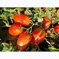 Продам помідор сорт Асвон та сливка 3400
