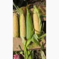 Продам солодку кукурудзу