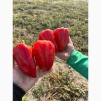 Продам красный перец