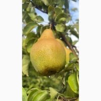 Продам груші. Сорти: Ноябрьська та Яблунівська