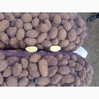 Продам товарну картоплю Белла роса, королева анна, Циганка