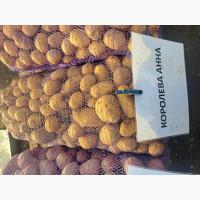 Продам товарну картоплю Белла роса, королева анна, Циганка