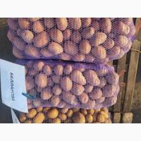 Продам товарну картоплю Белла роса, королева анна, Циганка