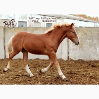 Породистий ваговоз в Полтавській області на ПРОДАЖ