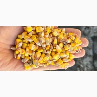 Куплю вологу кукурудзу