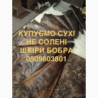 Купуємо сухі не солені шкірки бобра без жиру та мʼяса
