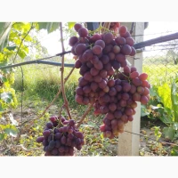 Продам Саджанці винних та столових сортів винограду