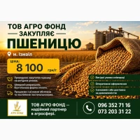 Купі8ля пшениці, 3вкупі8ля пшениці 8 8еликих 06сягвх