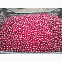 Продам вишні оптом