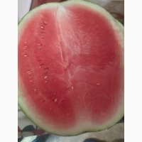 Продам кавун з поля. гурт