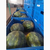 Продам кавун з поля. гурт