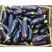 Продам баклажан