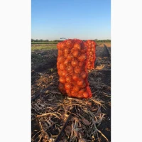Продам цибулю