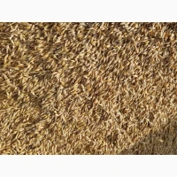 Продам ярий ячмінь 2 репродукції, сорт Геліос