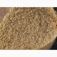 Продам ярий ячмінь 2 репродукції, сорт Геліос