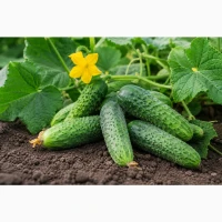 Куплю огірок 6-9