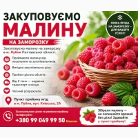 Прийом малини в Лубнах: вигідна ціна + самовивіз від 2 тонн