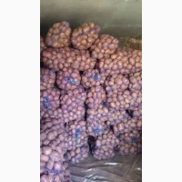 Куплю картоплю Волинь