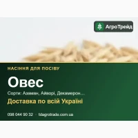 Продам насіння вівса - Азаман, Айворі, Декамерон