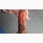Срочно продам морковь.