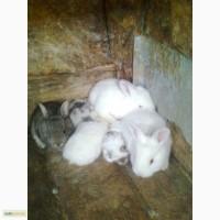 Кролица сукрольная