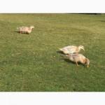 Утки породы Саксонская (Saxony Ducks)