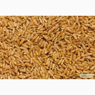 Закуповуємо пшеницю