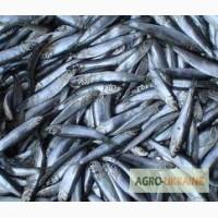 Продам хамсу, атерину свежую, мороженую, саленую оптом