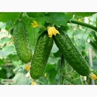 Продам семена Огурец Аякс F1 (Голландия)