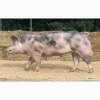 Хряки Пьетрен (Испанская селекция)