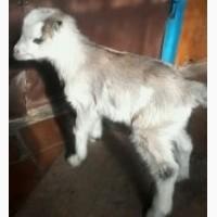 Продам молодняк кіз породи Ламанча, Нубійці