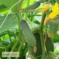 Продам огірки тепличні корнішони Амур