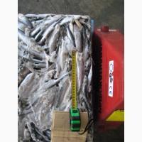 Свежемороженая Килька и Салака