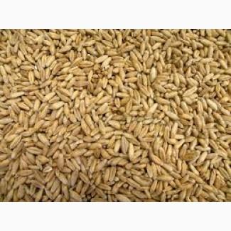 Закупаем третикал самовивоз