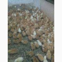Продаж курчат