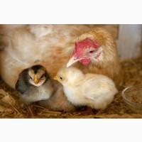 Купить яйца породы кур Фокси Чик для инкубации