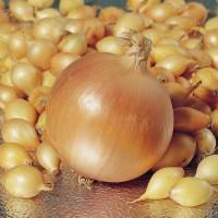 Насіннєва картопля перша репродукція сорти Берніна, Венета, Вівіана