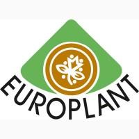 Насіннєва картопля перша репродукція сорти Берніна, Венета, Вівіана