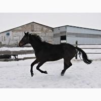 Продажа турнирного мерина, сын Маркуззи