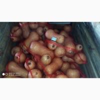 Продам тыкву экспортного качества лампочку