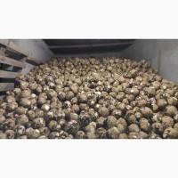 Продам Корень Сельдерея