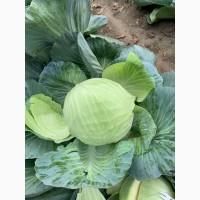 Капуста ОПТ є Обєм Доставка
