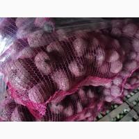 Продам буряк