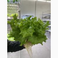 Продам салат Триплекс, маслянистый линейки Салонова