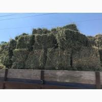 Сіно люцерни