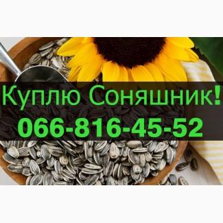 На постійній основі підприємство купує СОНЯШНИК!Оплата на вагах