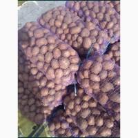 Продам картофель отличного качества